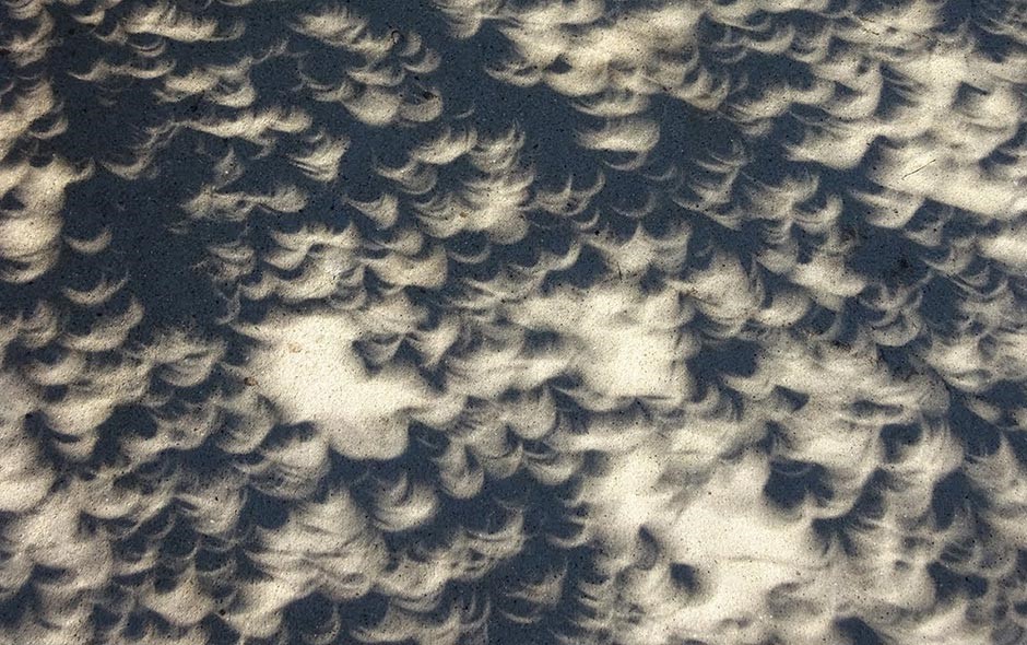 Imágenes del eclipse en la sombra de las hojas de los árboles.