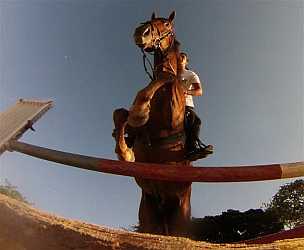 Subasta de caballos en Cuba recauda 500 mil euros