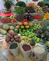 Jagüey Grande, región cubana que abastece al turismo