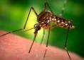 Enfermedad febril por virus Zika