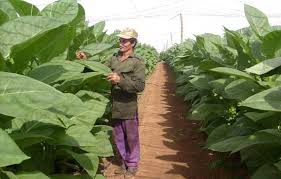 Villa Clara aumenta áreas tabacaleras